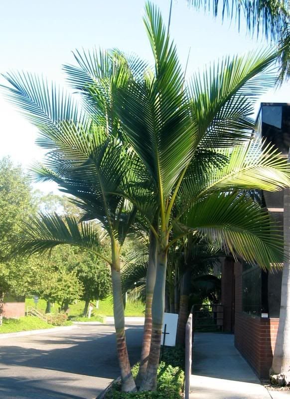 King palm