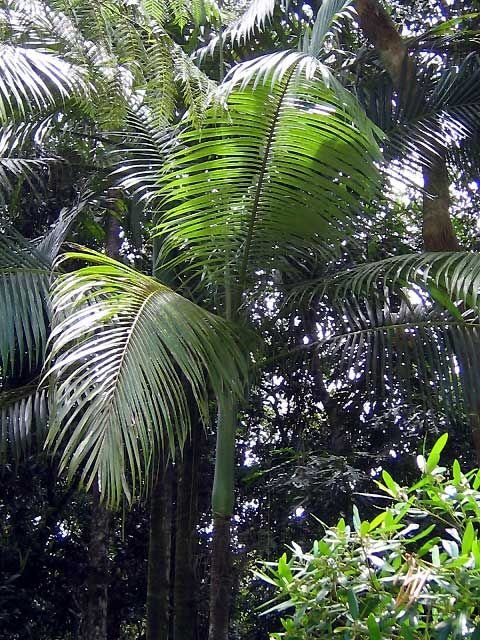King palm